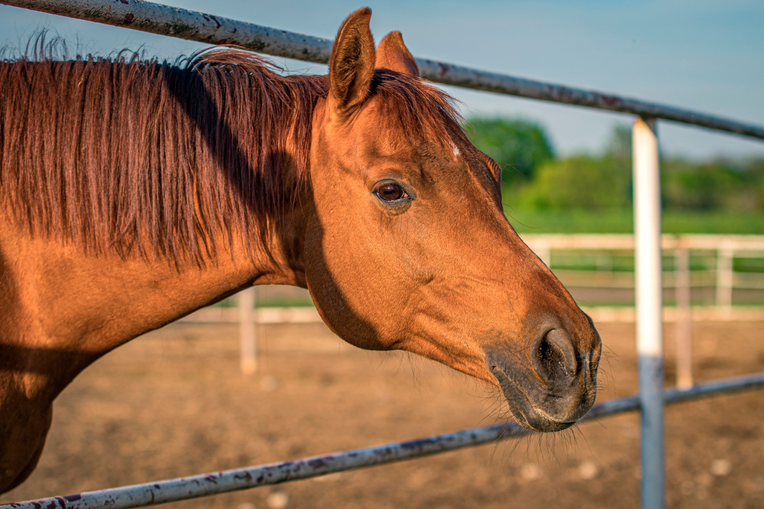 caballo6