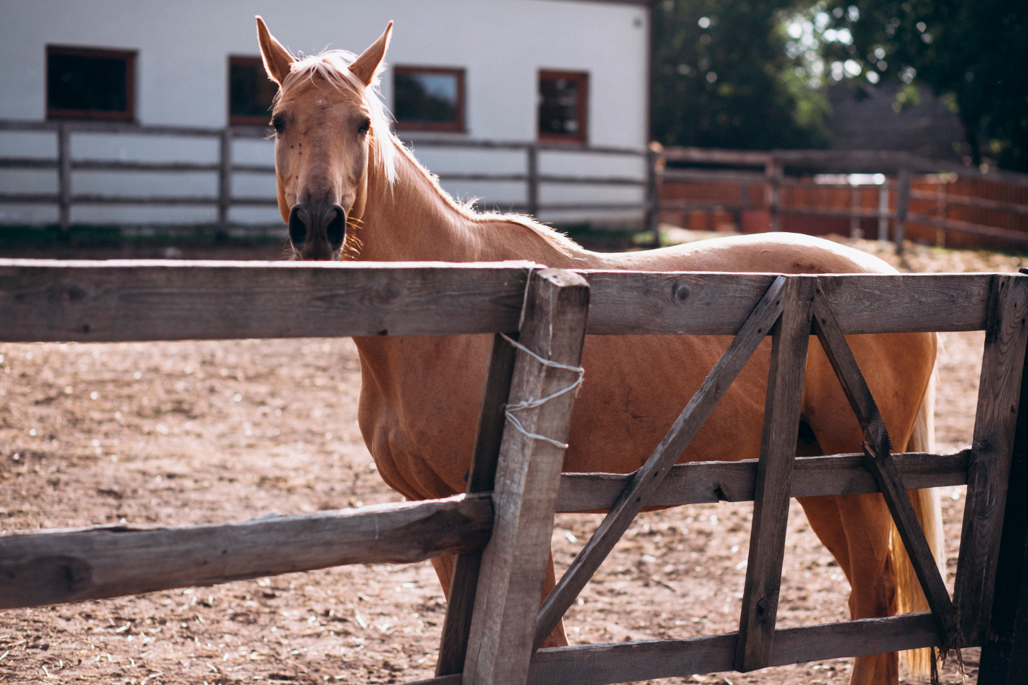 caballo7