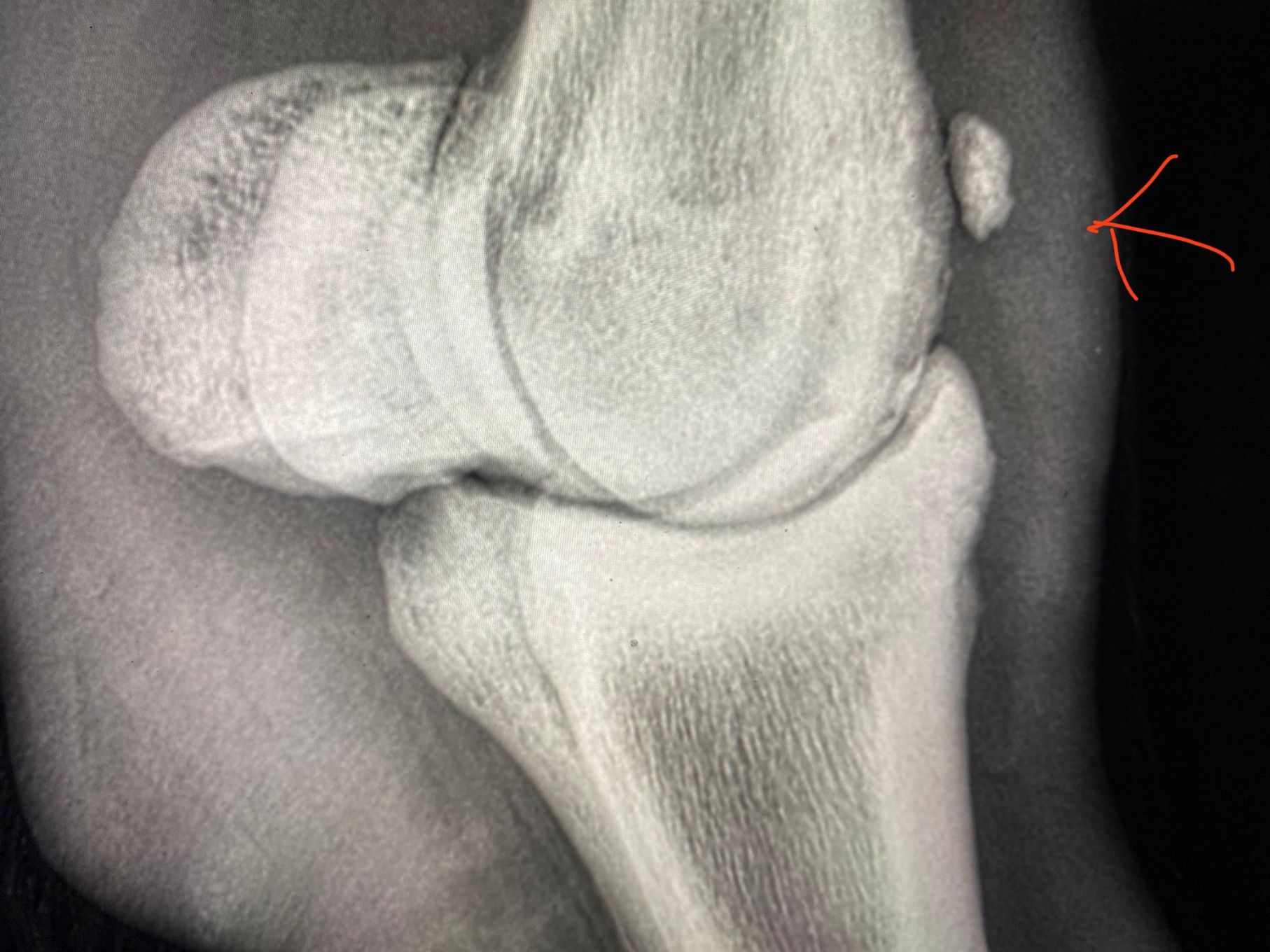 servicios_veterinarios_aldebaran_rubio (1)