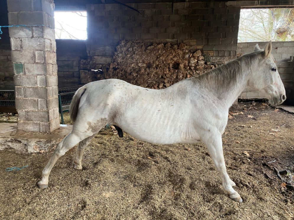 servicios_veterinarios_aldebaran_rubio (10)