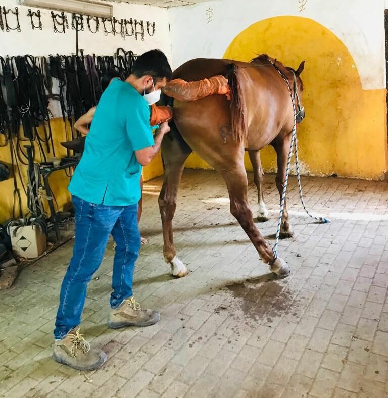 servicios_veterinarios_aldebaran_rubio (11)