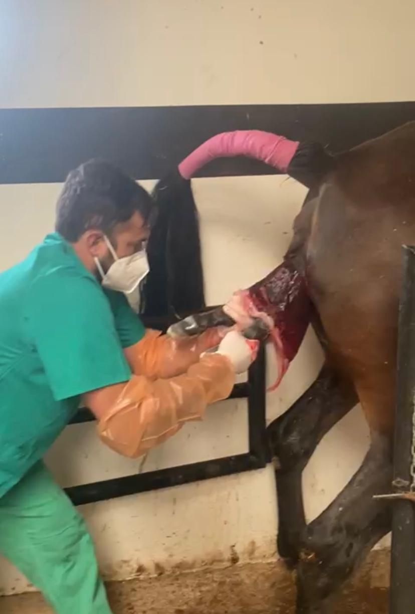 servicios_veterinarios_aldebaran_rubio (15)