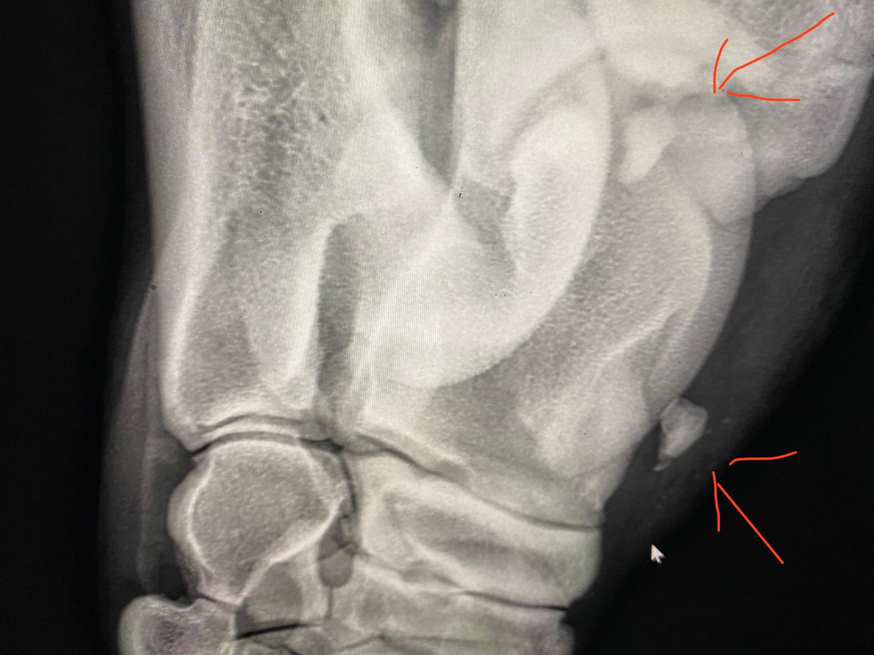 servicios_veterinarios_aldebaran_rubio (3)