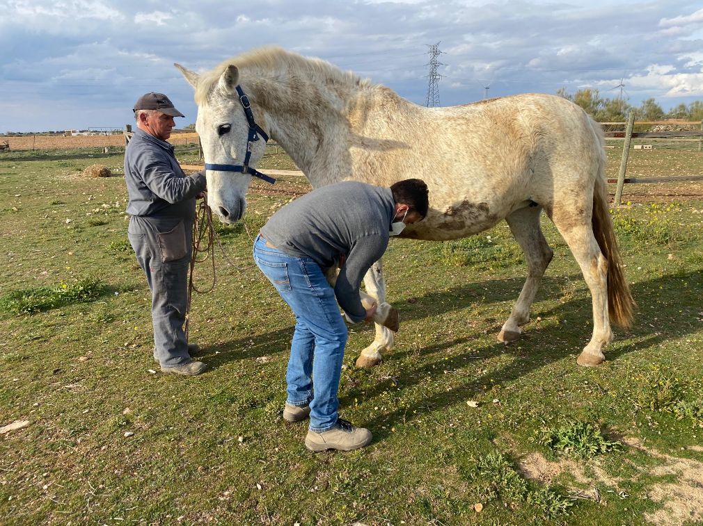 servicios_veterinarios_aldebaran_rubio (5)